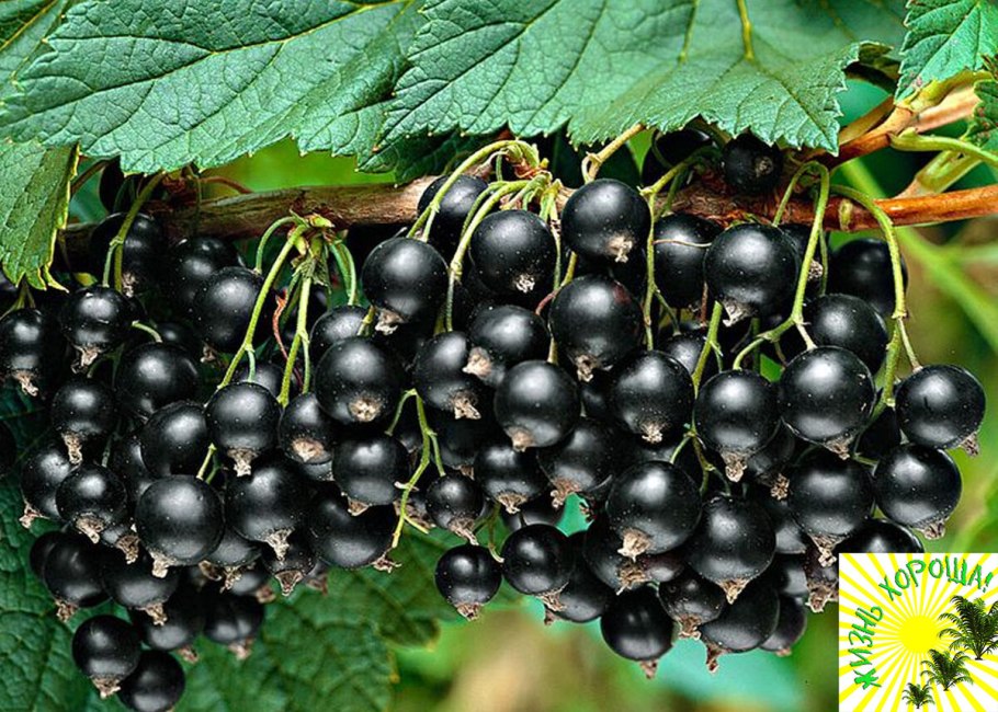 Смородина черная Канахама