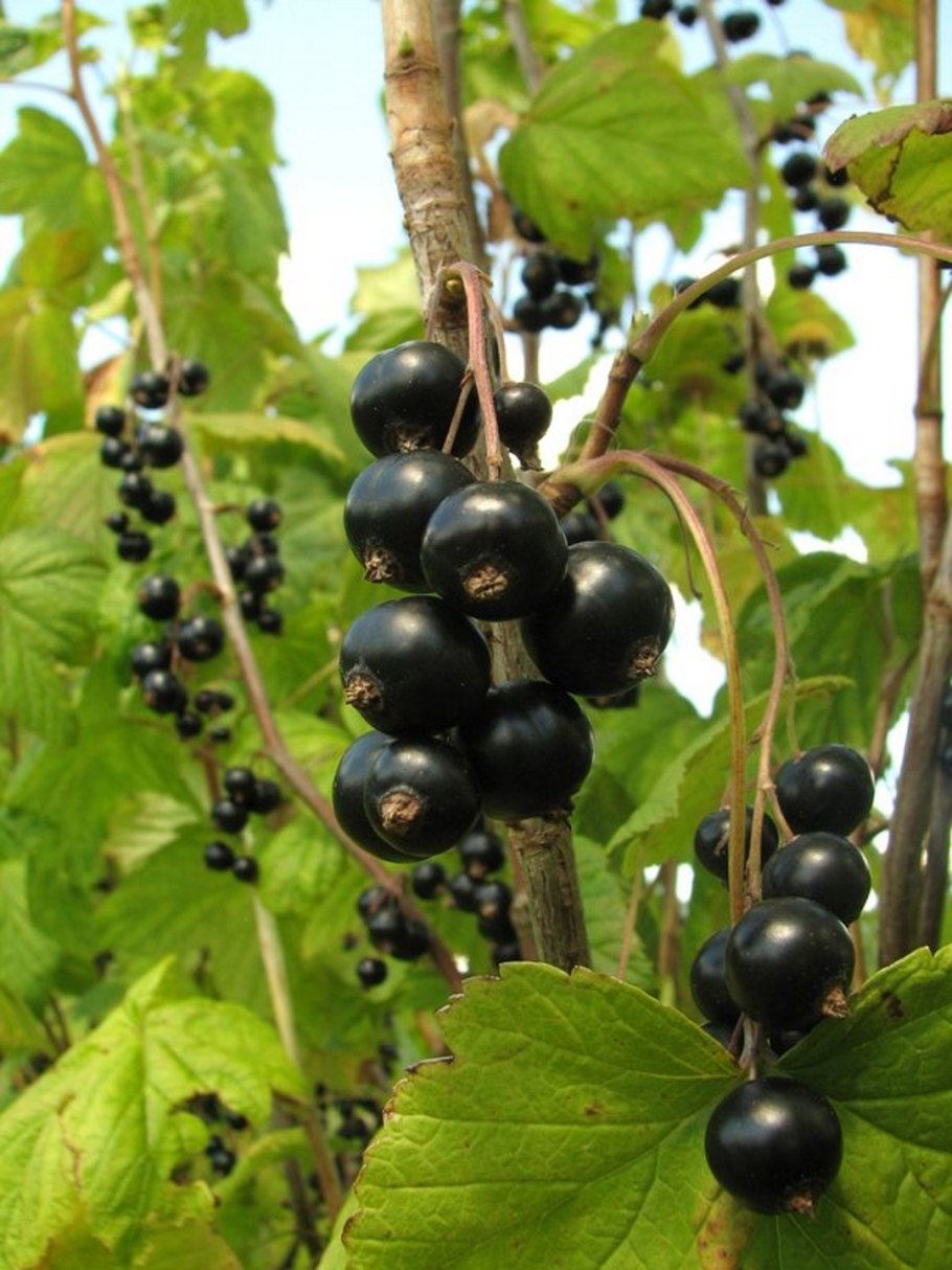 Смородина черная (ribes nigrum) сорта