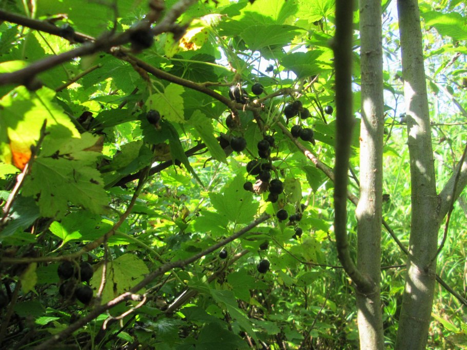 Смородина сорт Изюмная