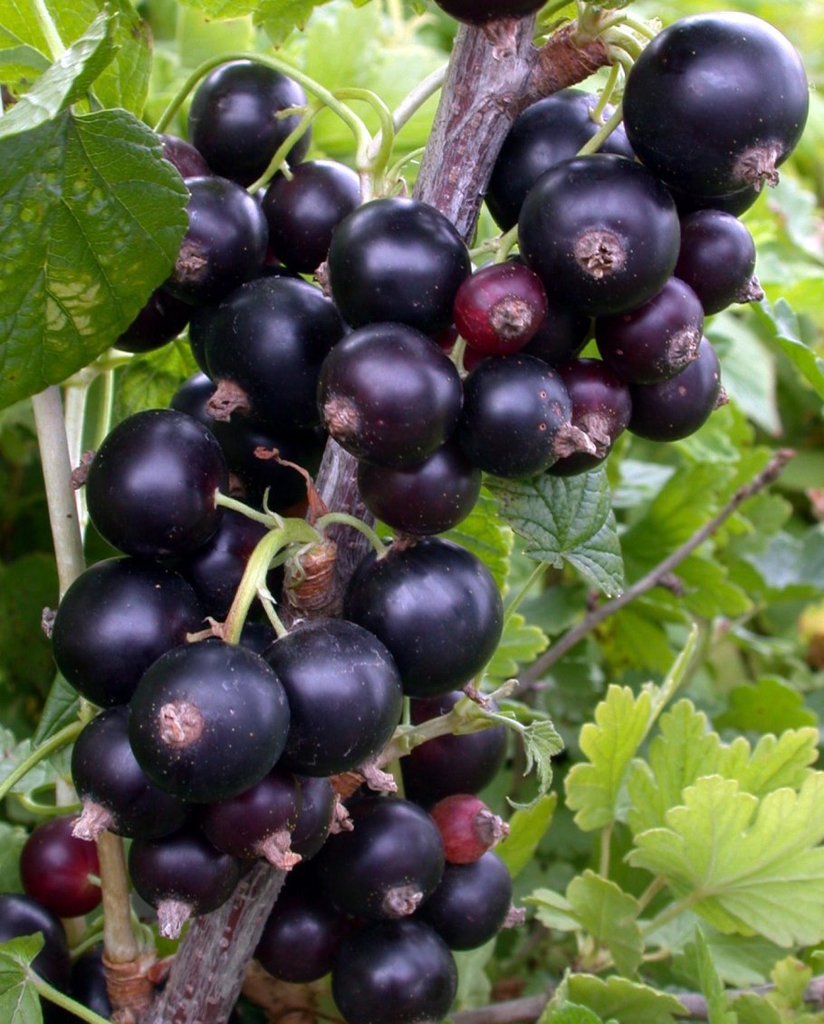 Смородина Селеченская