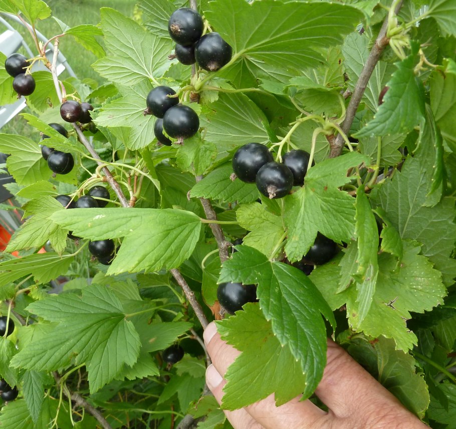 Смородина Венера