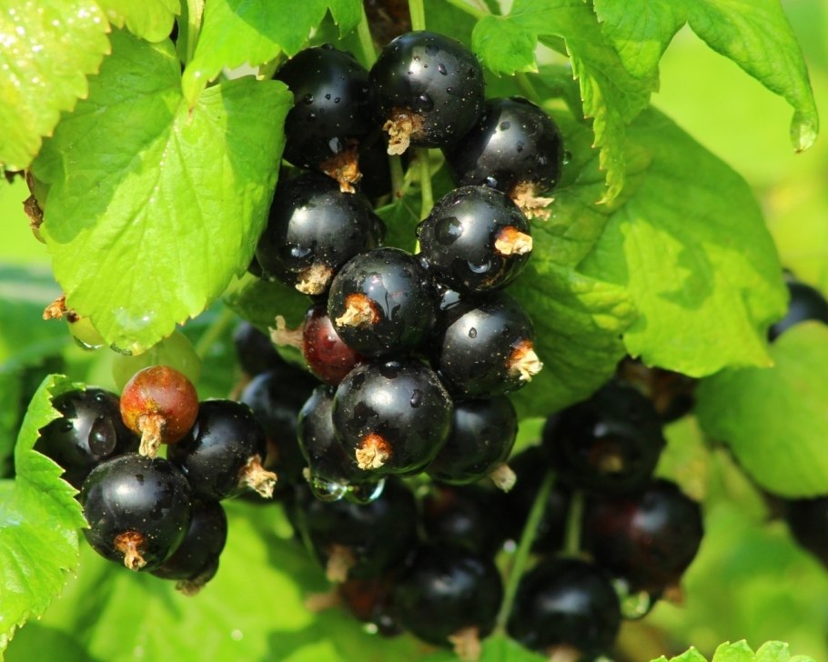 Смородина черная Тамерлан