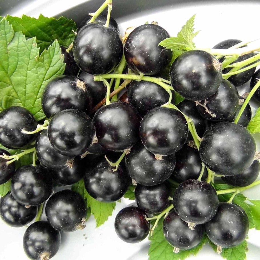 Смородина Минусинская Степная