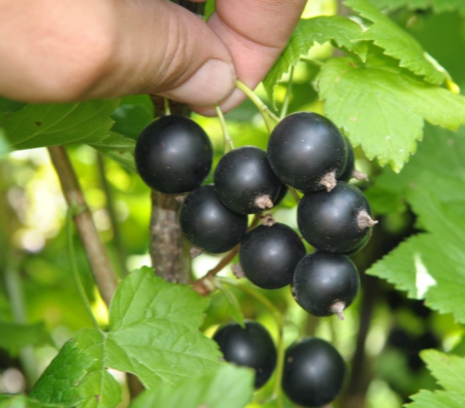 Смородина чёрная