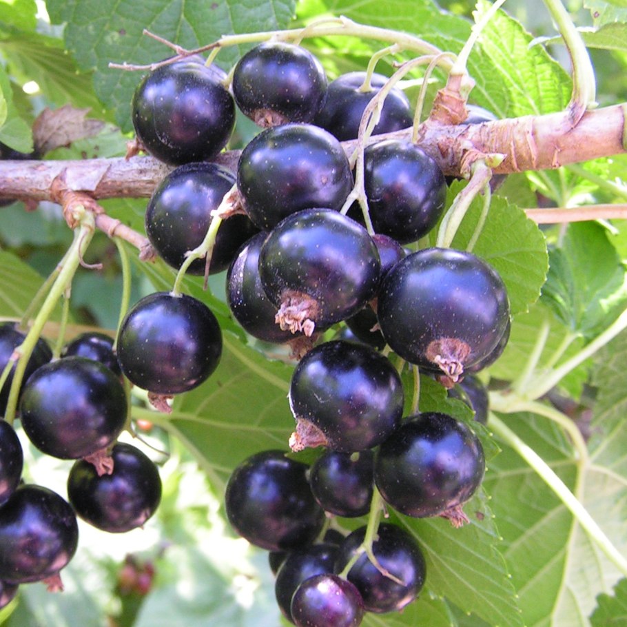 Смородина сорт Изюмная