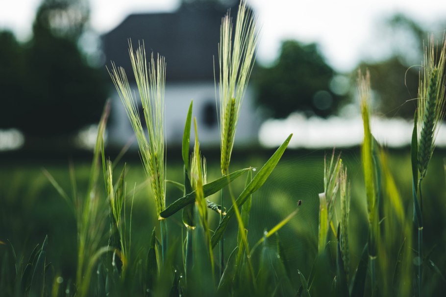 Злаковые растения