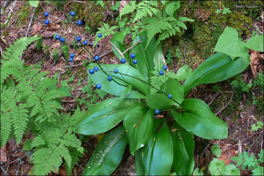 Clintonia umbellulata