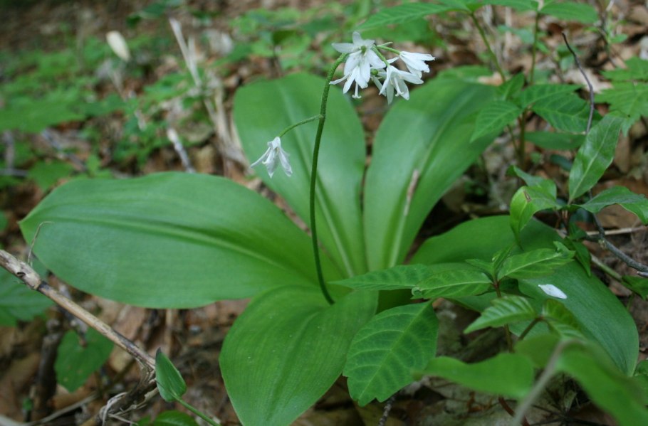 Клинтония Удская Clintonia Udensis
