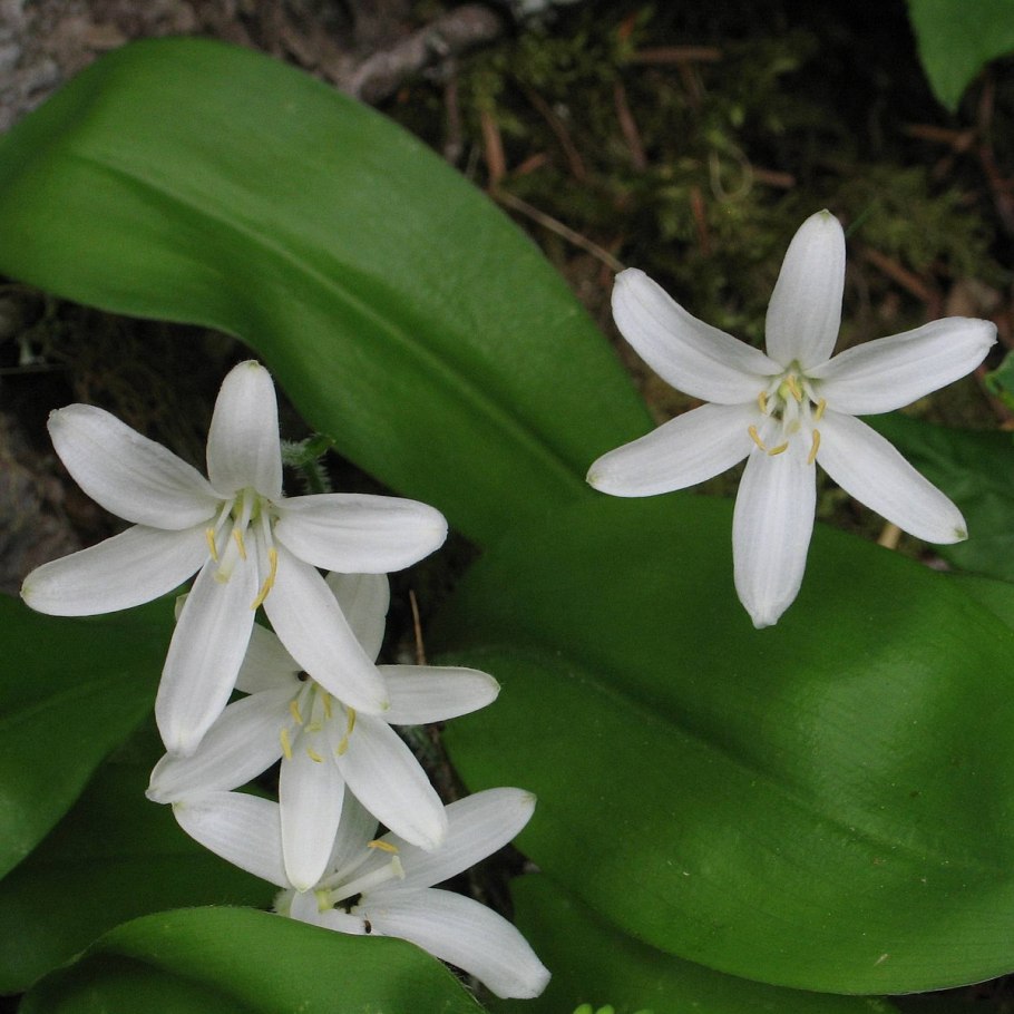 Clintonia andrewsiana
