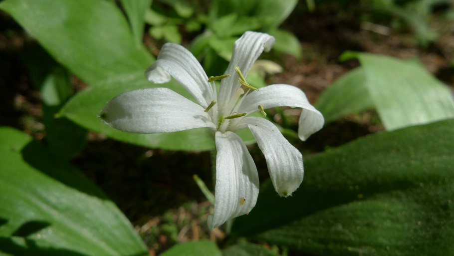 Clintonia andrewsiana