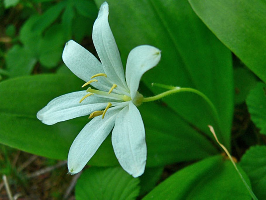 Hoya uniflora