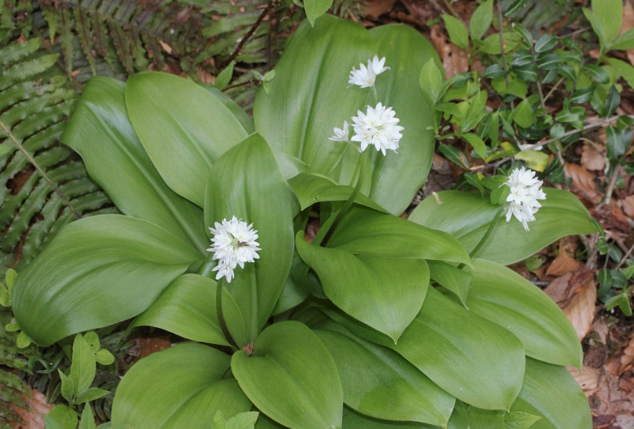 Clintonia Udensis