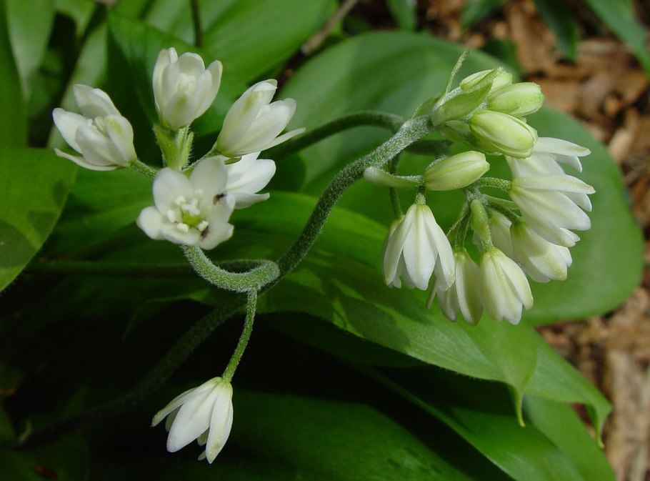 Clintonia Udensis