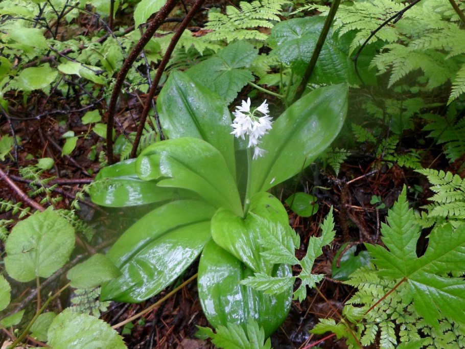 Растение Клинтония Удская