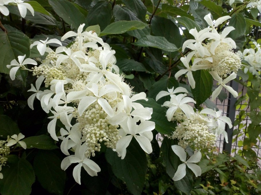 Гортензия метельчатая le Vasterival great Star