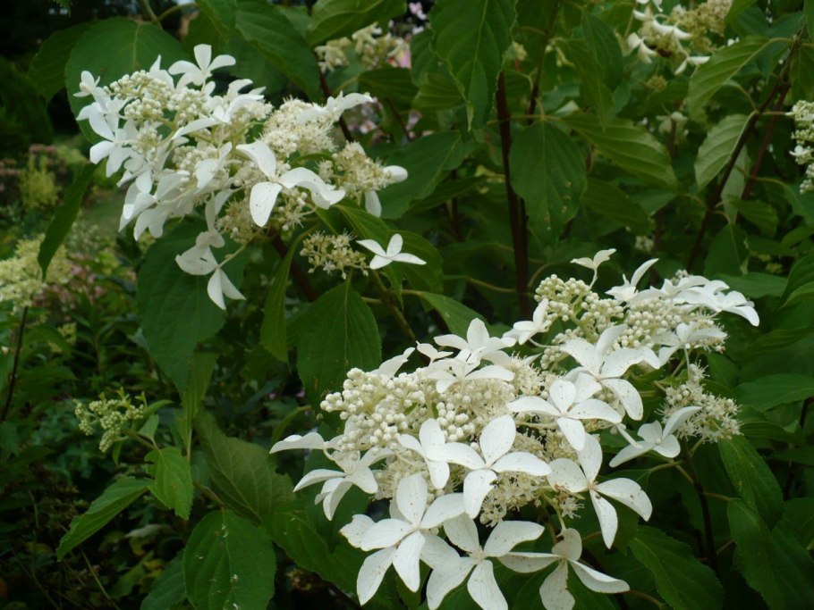 Great Star le Vasterival гортензия