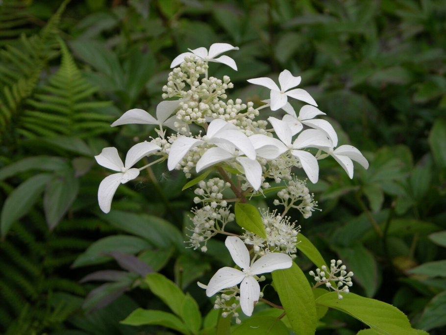 Hydrangea paniculata great Star