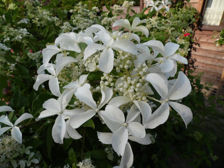 Great Star le Vasterival гортензия