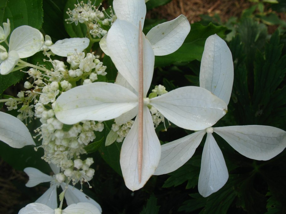 Гортензия метельчатая Hydrangea paniculata great Star
