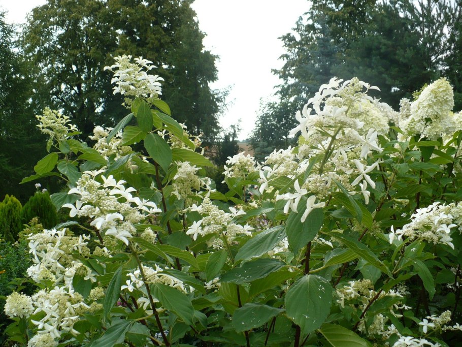 Гортензия метельчатая le Vasterival great Star