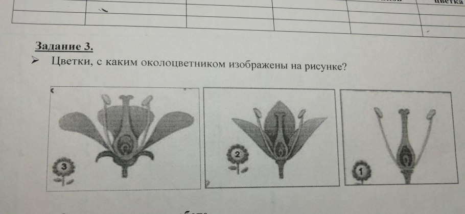 Лютик ползучий диаграмма цветка