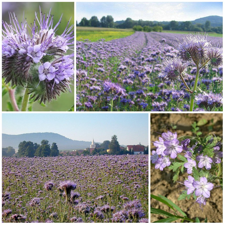 Фацелия пижмолистная сидерат