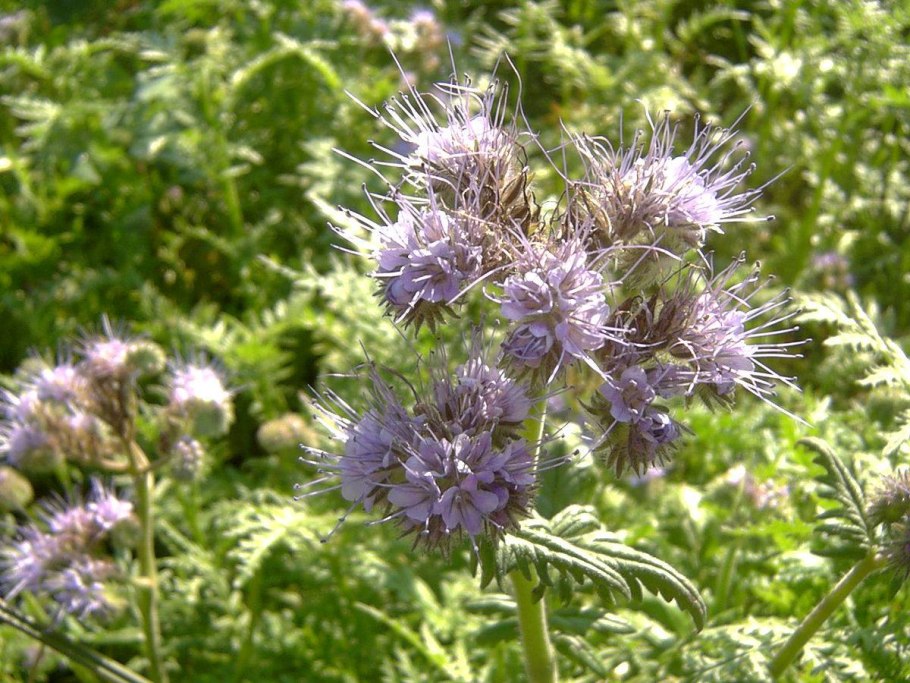 Фацелия пижмолистная Phacelia tanacetifolia