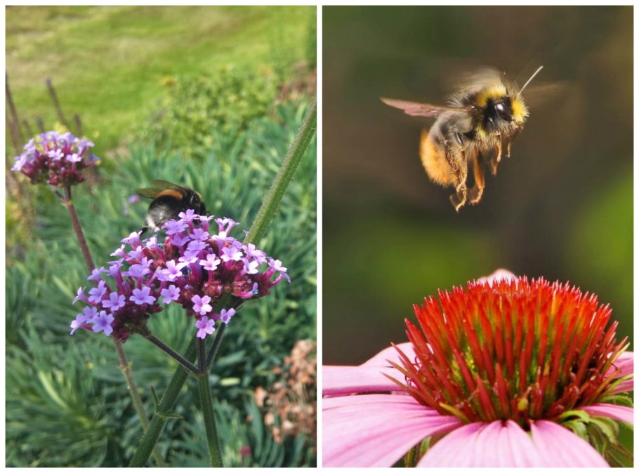 Фацелия пижмолистная