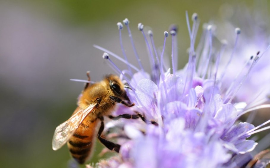 Медоносный цветок фацелия