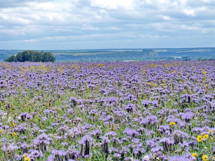 Фацелия пижмолистная Радуга