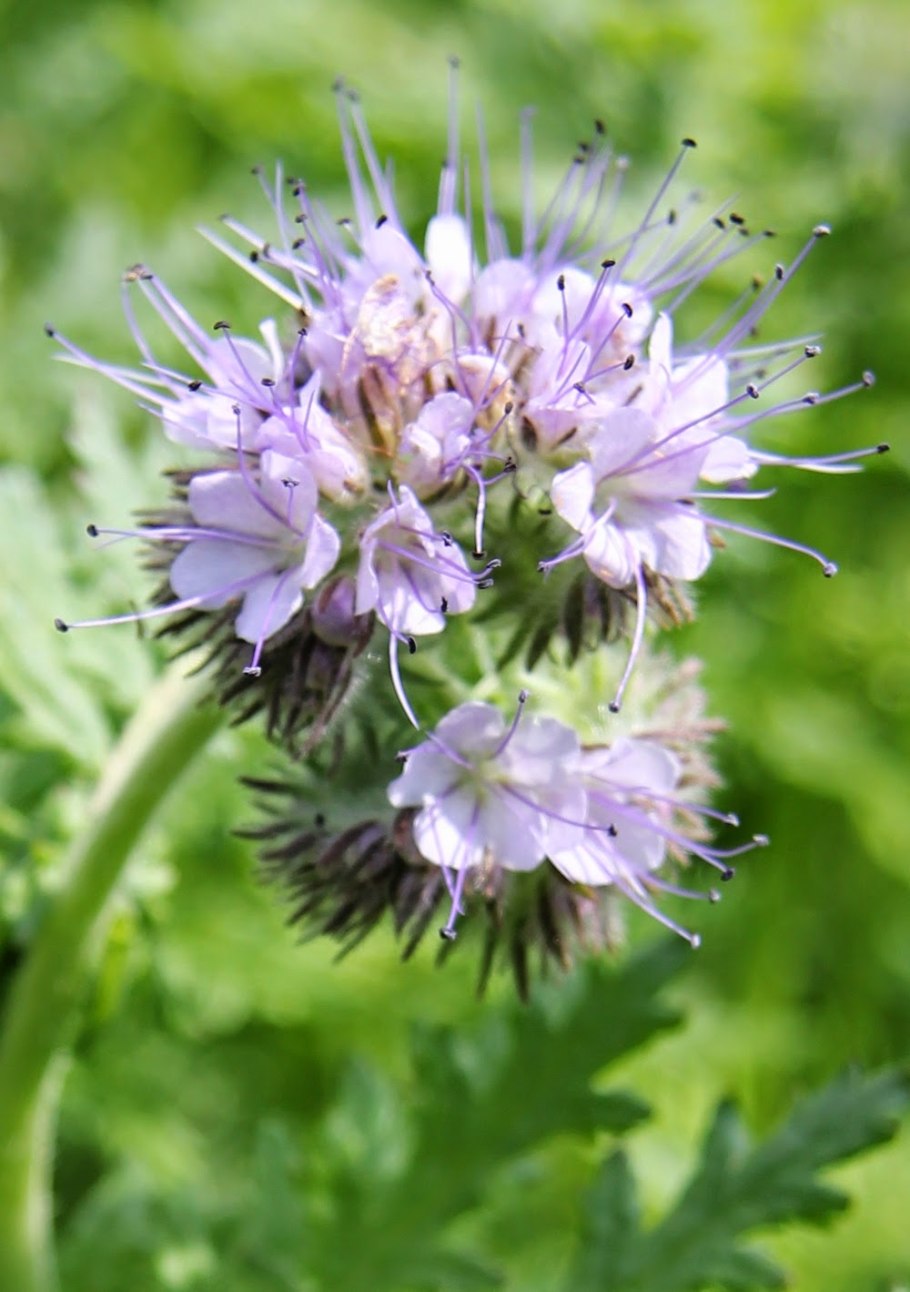 Фацелия пижмолистная семена