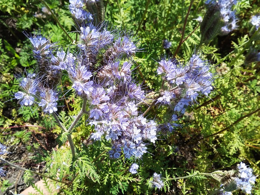 Фацелия сидерат в поле