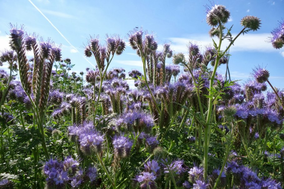 Фацелия Сахалин