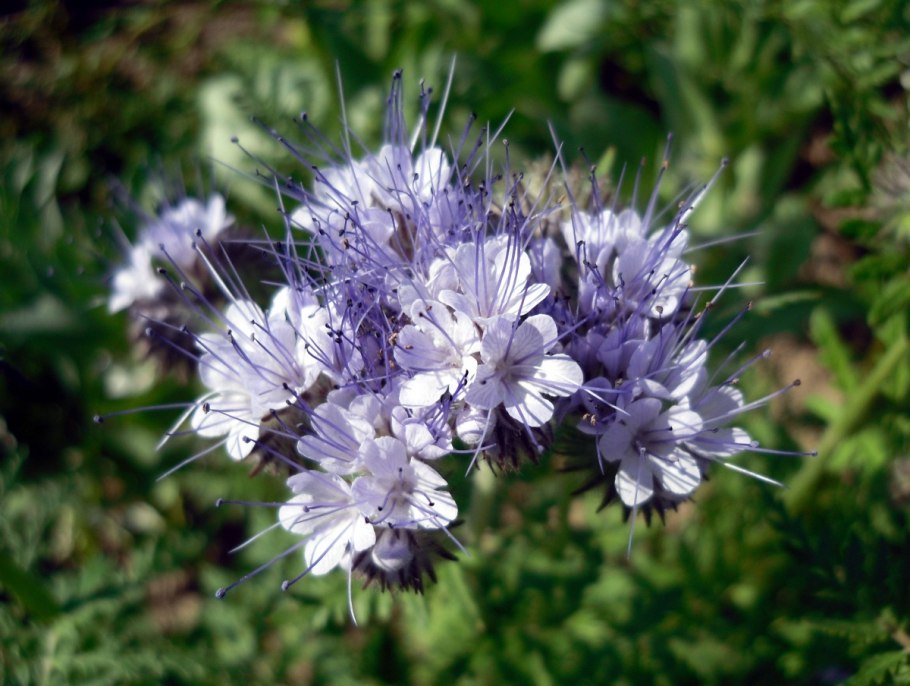 Фацелия пижмолистная