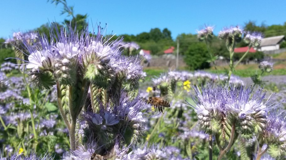 Сидерат мордовник 100г