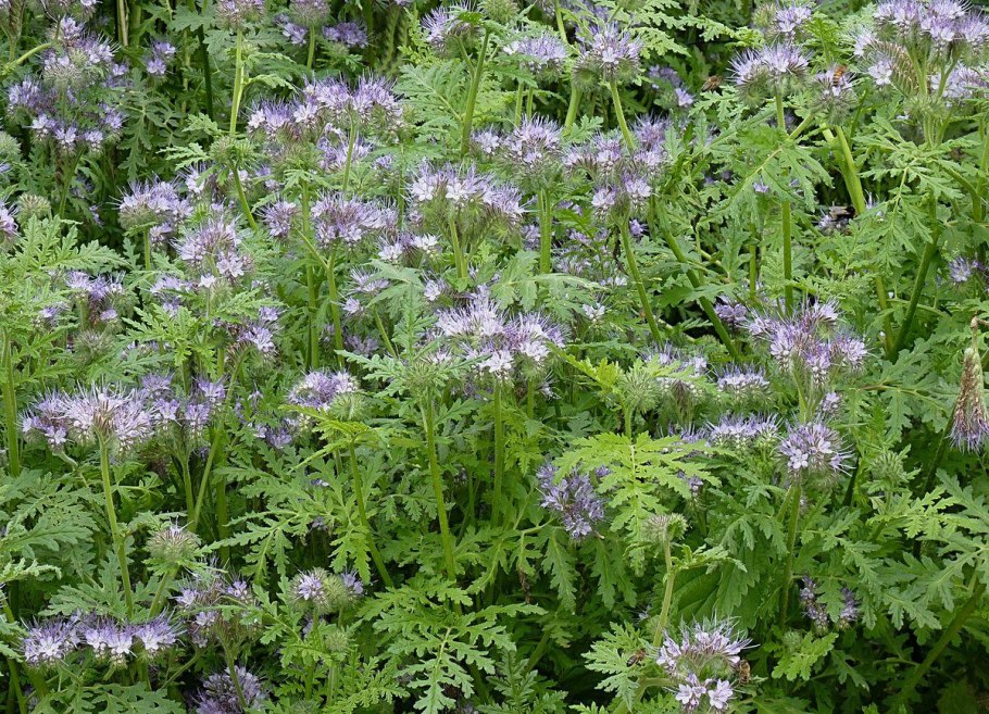 Цветы медоносы