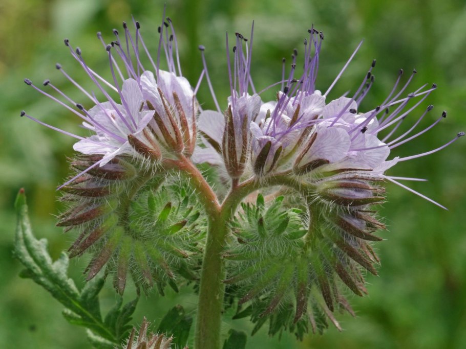 Трава фацелия