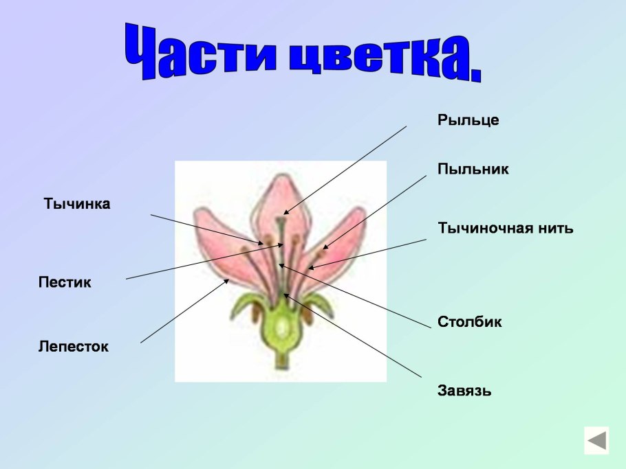 Строение растения