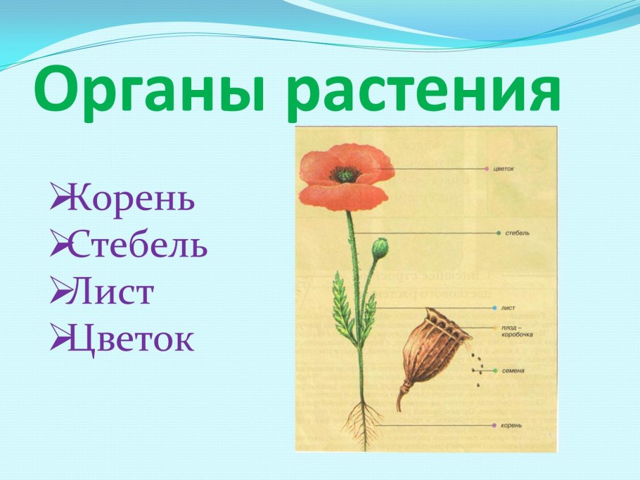 Строение герани для детей