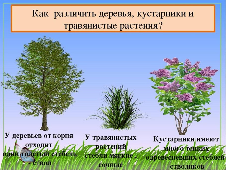 Внешнее строение цветкового растения схема