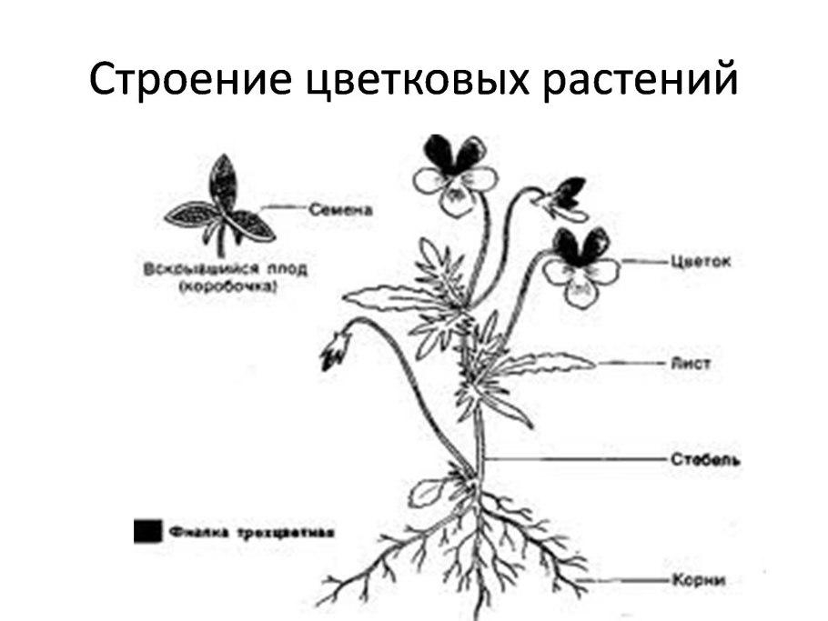 Строение дерева