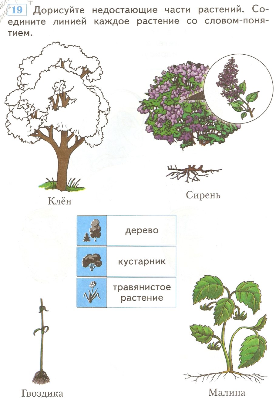 Части растения