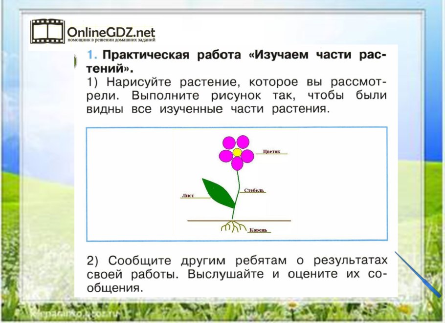 Строение растения черешок
