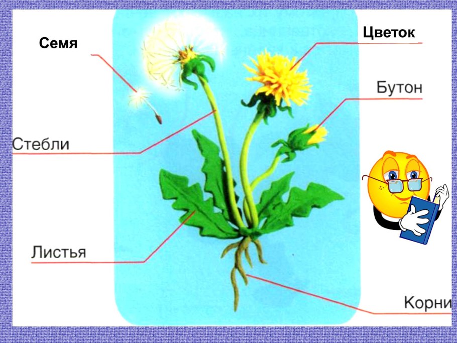 Подпишите части растения