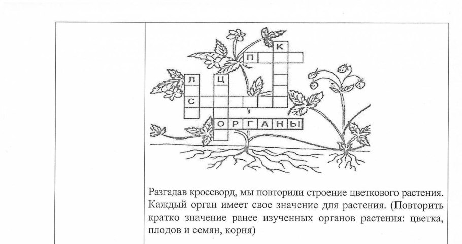 Схематическое строение дерева