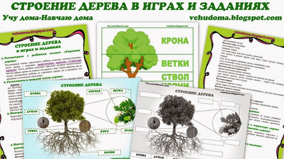 Строение цветка 6 класс рисунок