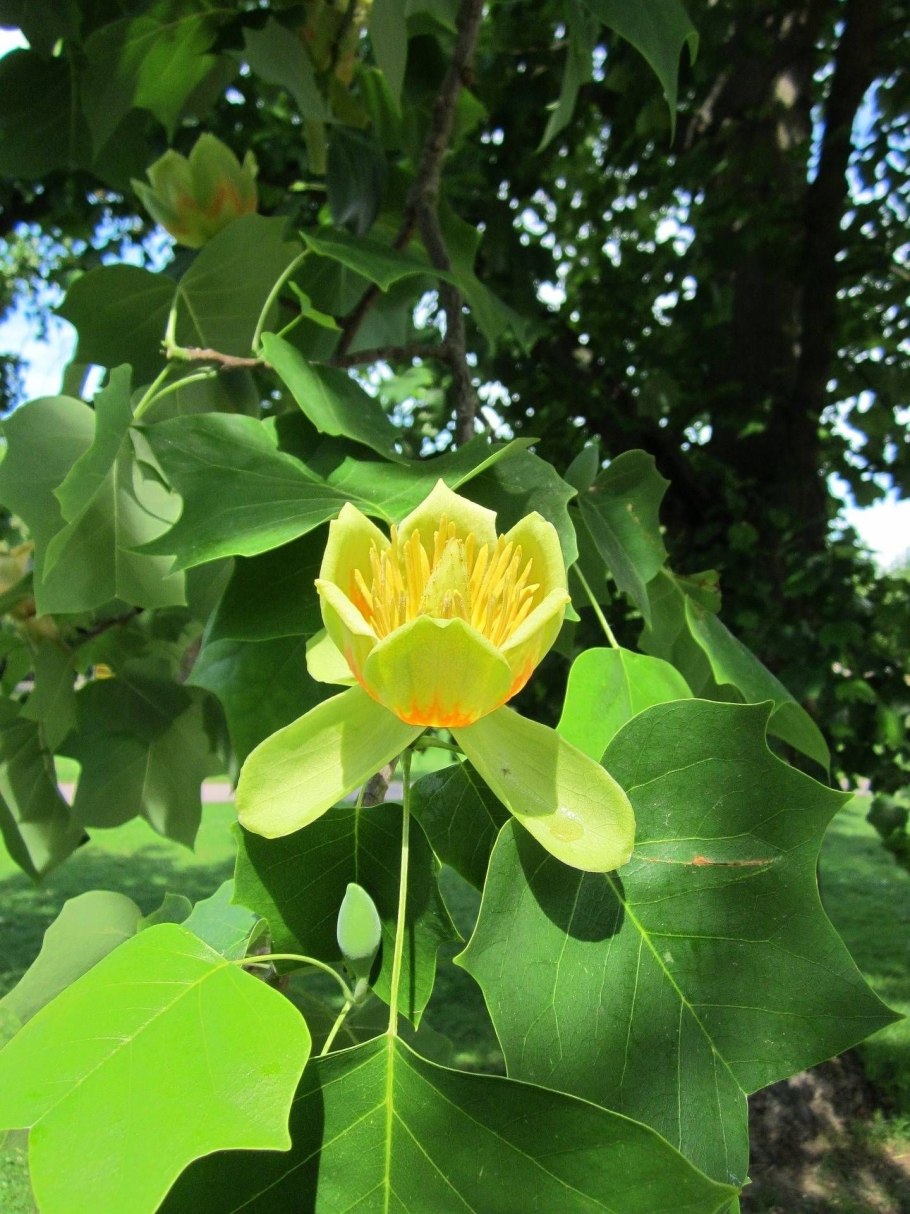 Liriodendron tulipifera тюльпановое дерево