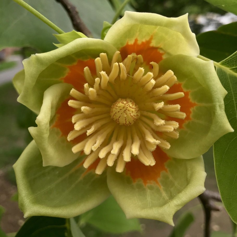 Лириодендрон Тюльпановый