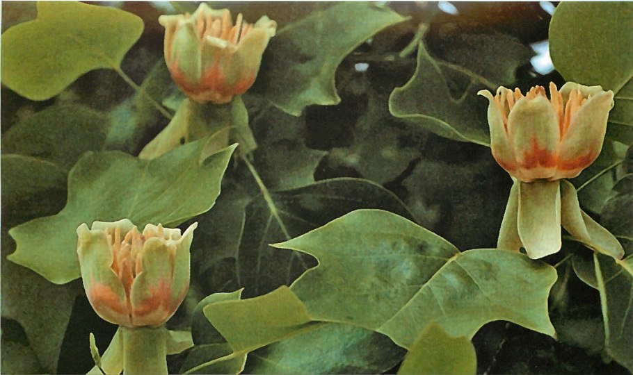 Тюльпанное дерево ареал