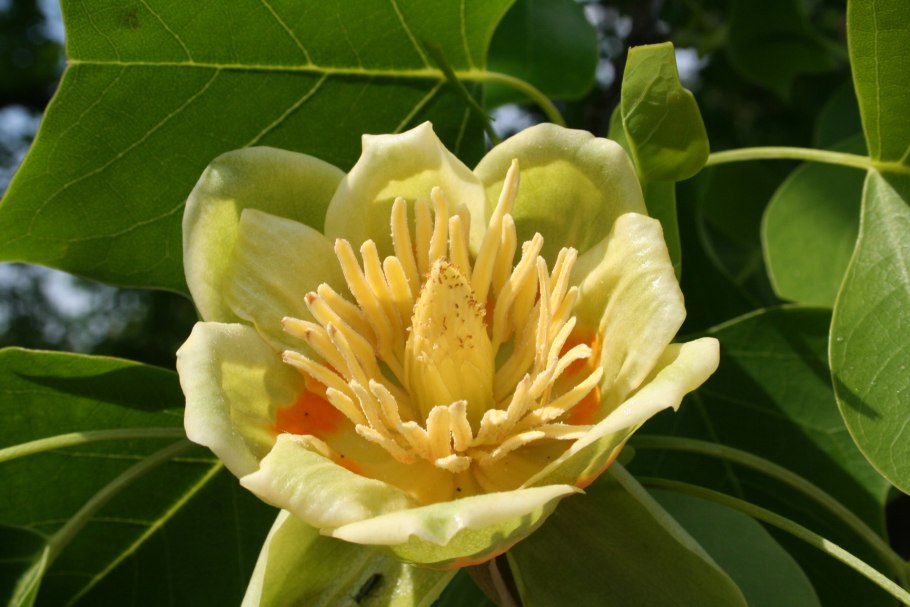 Лириодендрон Тюльпановый Liriodendron tulipifera